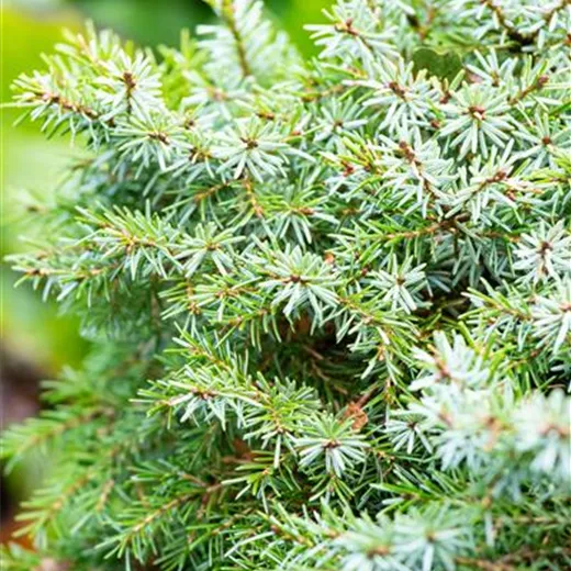 Picea omorika 'Nana'