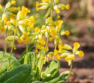 Primula veris ssp.veris