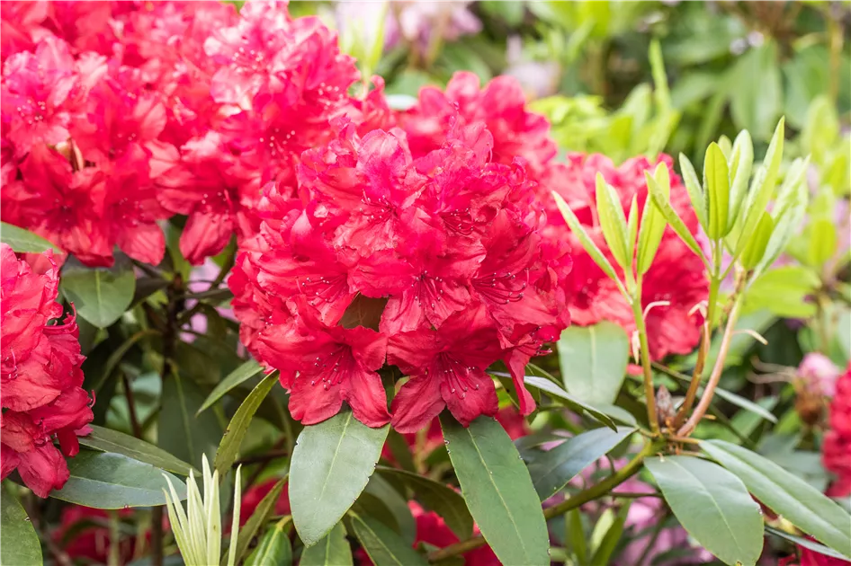 Rhododendron Hybr.'Blinklicht' -R-
