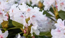Rhododendron Hybr.'Cunningham's White'
