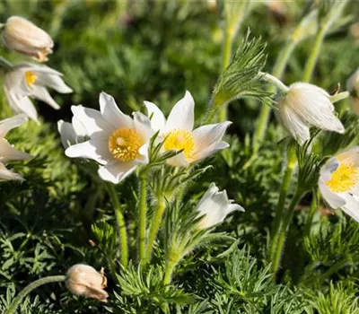 Pulsatilla vulgaris 'Alba' Pulsatilla vulgaris 'Alba'