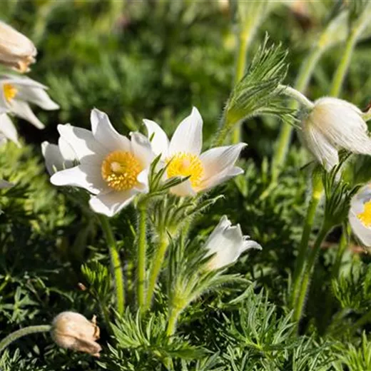 Pulsatilla vulgaris 'Alba'
