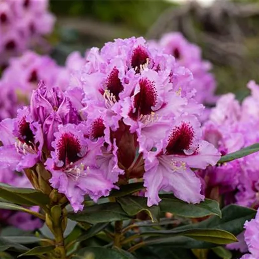 Rhododendron Hybr.'Kabarett' -R- Rhododendron Hybr.'Kabarett' -R-