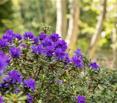 Rhododendron impeditum 'Azurika'