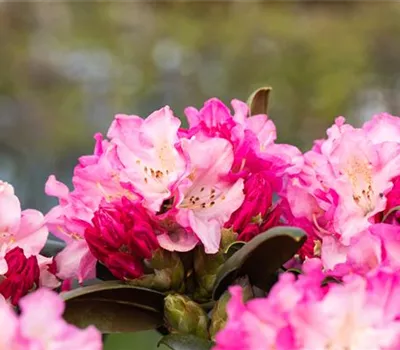 Rhododendron yak.'Kalinka' Rhododendron yak.'Kalinka'