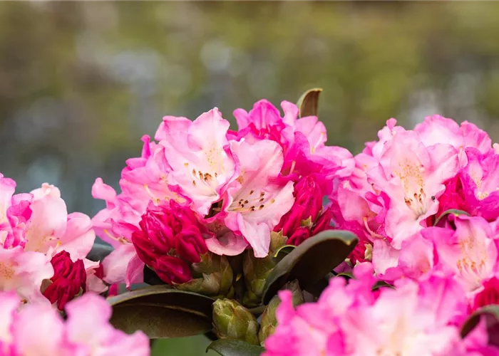 Rhododendron yak.'Kalinka'
