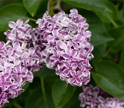 Syringa vulg.'Sensation'