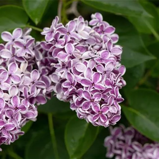 Syringa vulg.'Sensation'