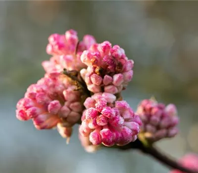 Viburnum bodnantense 'Charles Lamont' Viburnum bodnantense 'Charles Lamont'