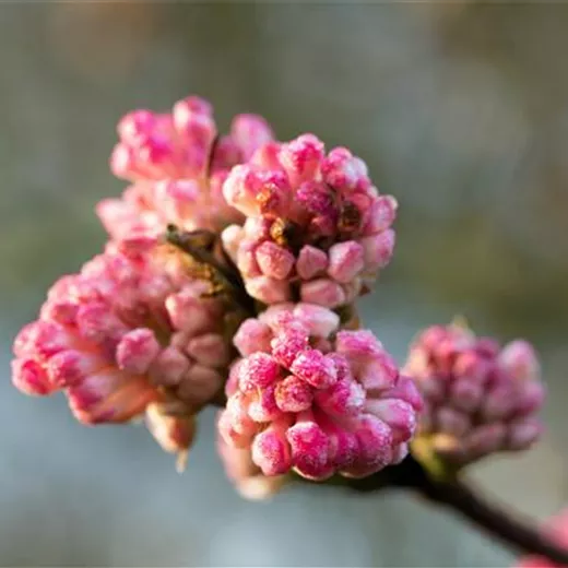 Viburnum bodnantense 'Charles Lamont' Viburnum bodnantense 'Charles Lamont'