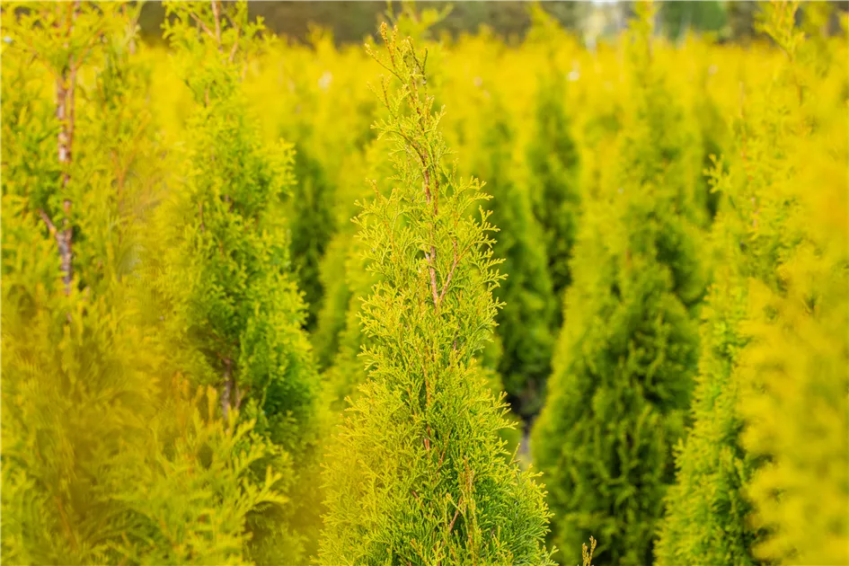 thuja setzen abstand Abendländischer Lebensbaum (Thuja occidentalis) 'Smaragd'