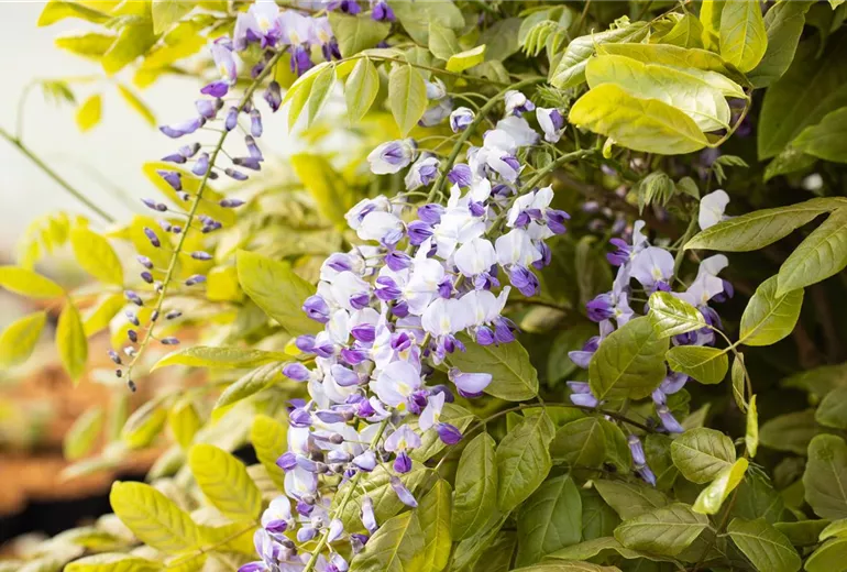 Wisteria floribunda 'Macrobotrys' Wisteria floribunda 'Macrobotrys'