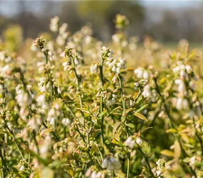 Vaccinium corymb. "Hortblue Petite" Vaccinium corymb. "Hortblue Petite"