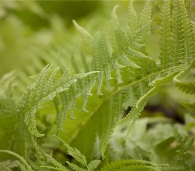 Matteuccia struthiopteris