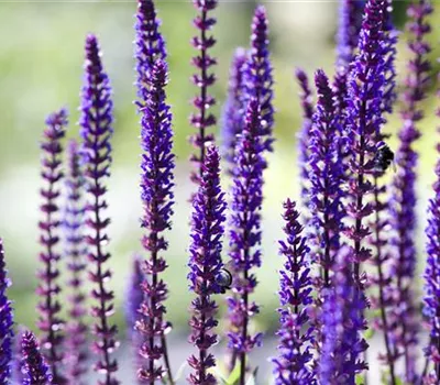 Salvia nemorosa 'Sensation Deep Blue' -R-