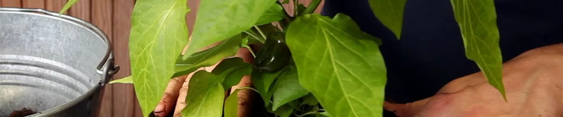 Paprika - Einpflanzen in ein Gefäß (4) Paprika - Einpflanzen in ein Gefäß (4)