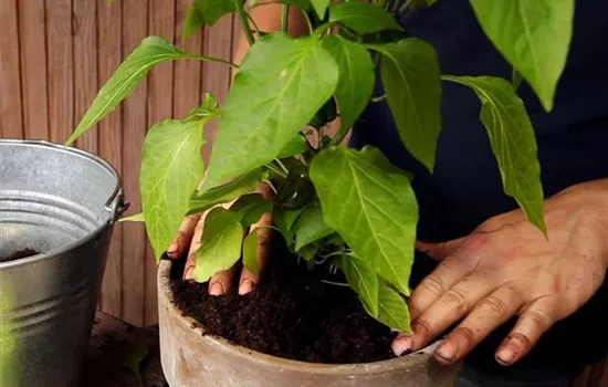 Paprika - Einpflanzen in ein Gefäß Paprika - Einpflanzen in ein Gefäß