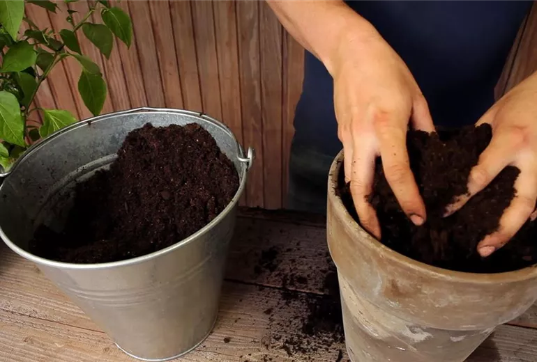Paprika - Einpflanzen in ein Gefäß (2)