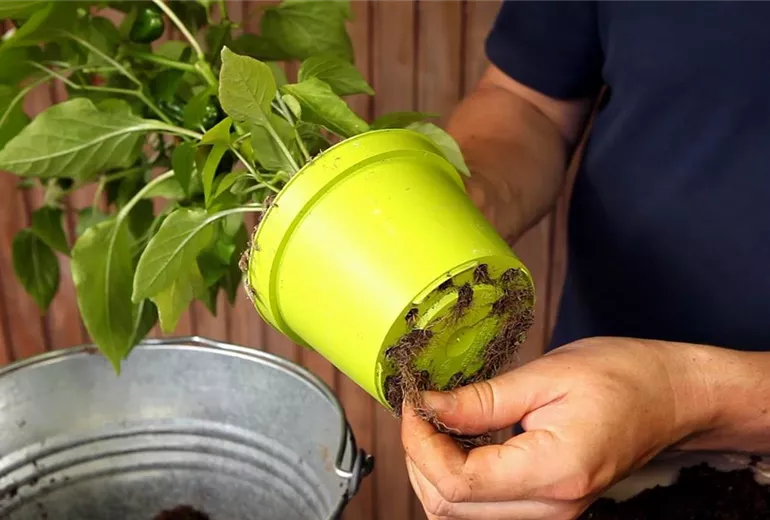 Paprika - Einpflanzen in ein Gefäß (3)