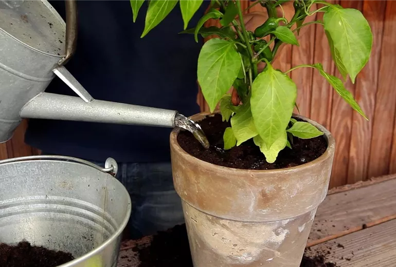 Paprika - Einpflanzen in ein Gefäß (5)