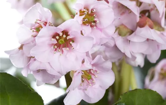 Pflanzzeit im Garten – der Hobbygärtner in seinem Element! Pflanzzeit im Garten – der Hobbygärtner in seinem Element!