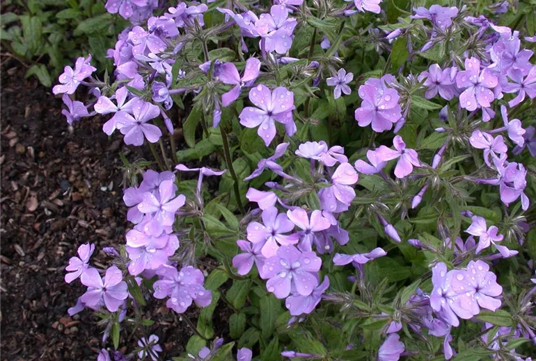 Phlox divaricata 'Virginia Lady' Phlox divaricata 'Virginia Lady'