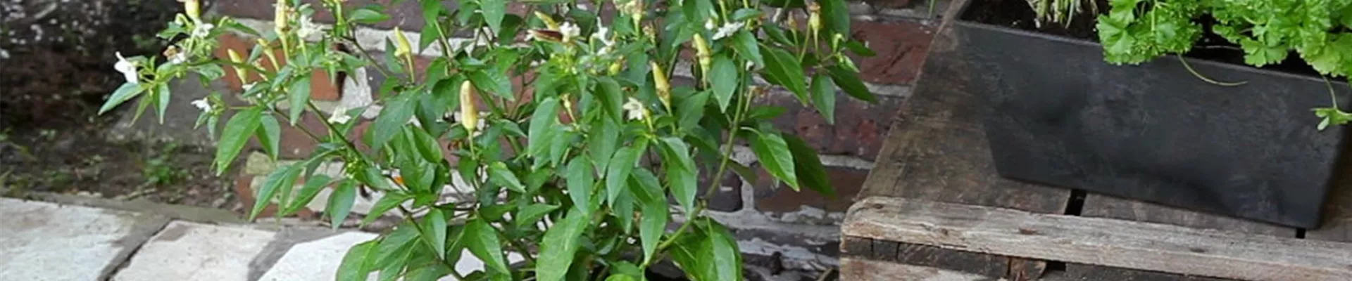 Peperoni - Einpflanzen in ein Gefäß (1) Peperoni - Einpflanzen in ein Gefäß (1)