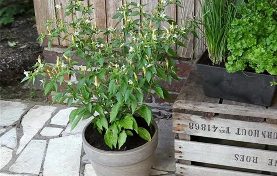 Peperoni - Einpflanzen in ein Gefäß Peperoni - Einpflanzen in ein Gefäß