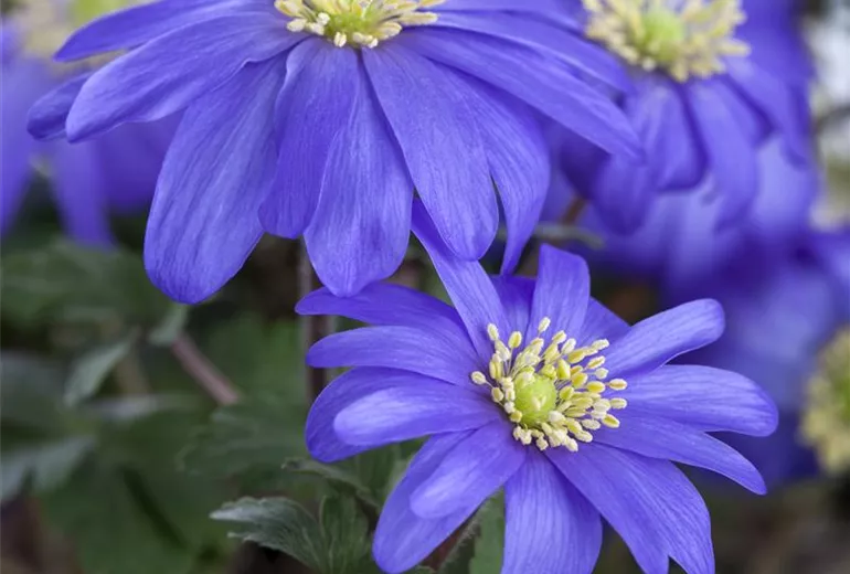 Anemone blanda, blau Anemone blanda, blau
