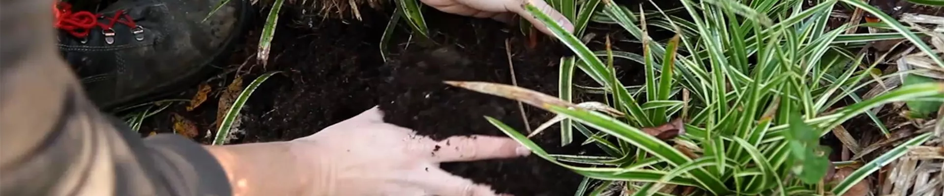 Japansegge - Teilen und Vermehren (4)