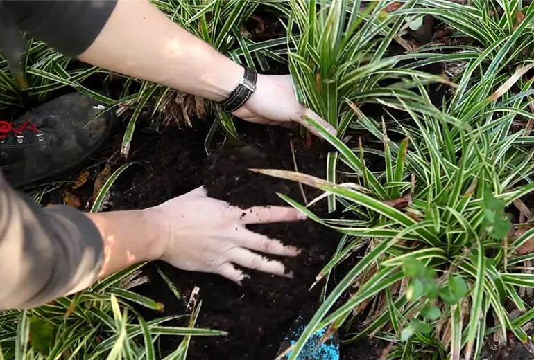 Japansegge - Teilen und Vermehren (4)