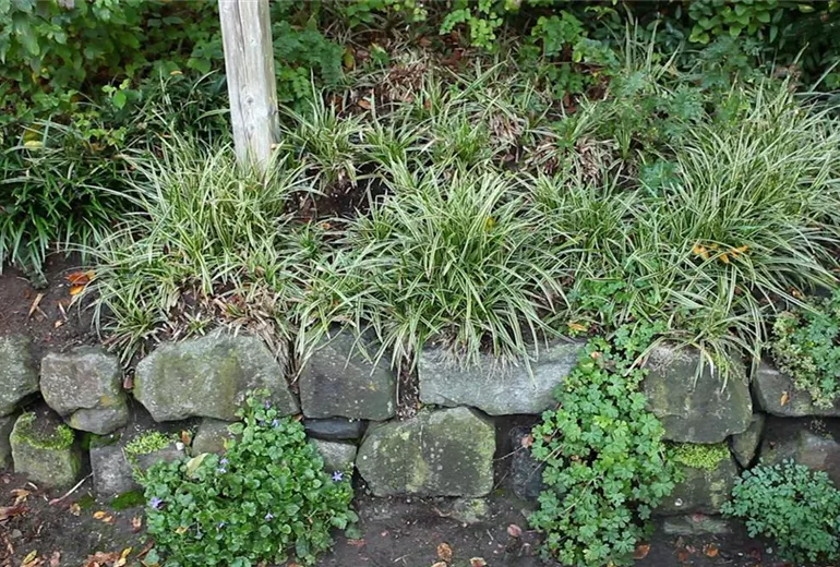 Japansegge - Teilen und Vermehren (1)