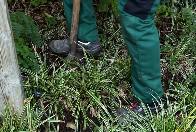 Japansegge - Teilen und Vermehren (2)