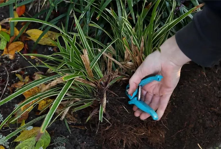 Japansegge - Teilen und Vermehren (3)