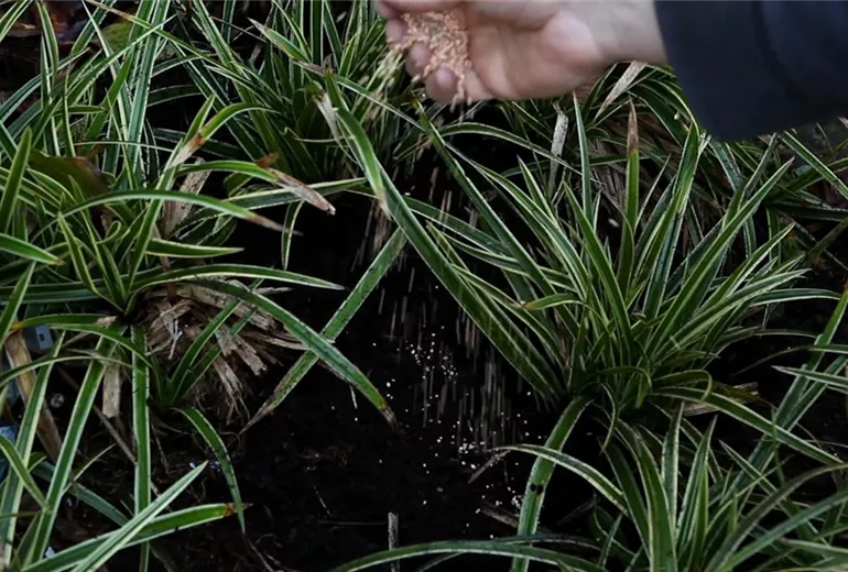 Japansegge - Teilen und Vermehren (5)