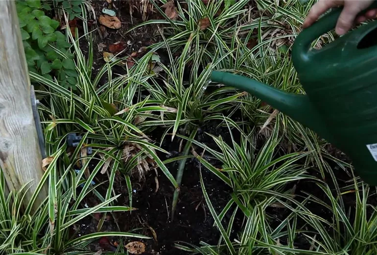 Japansegge - Teilen und Vermehren (6)