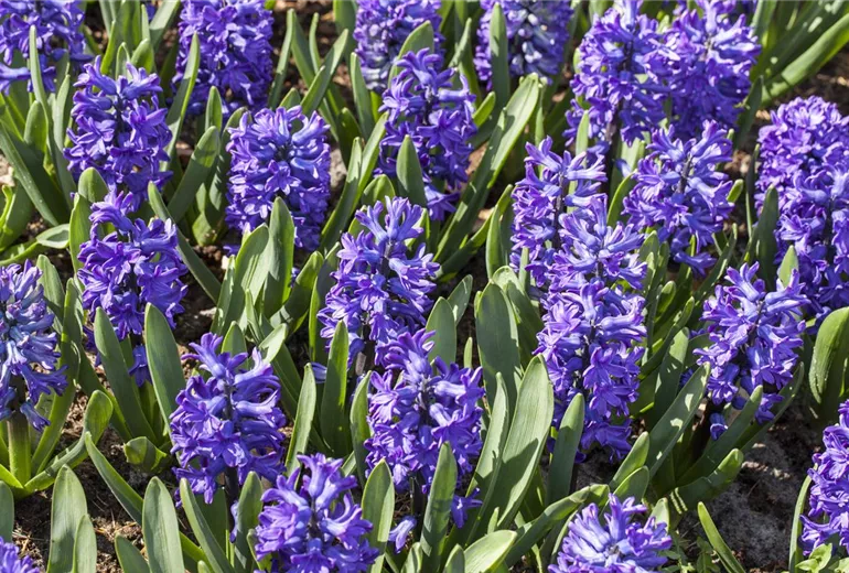 Hyacinthus orientalis, blau