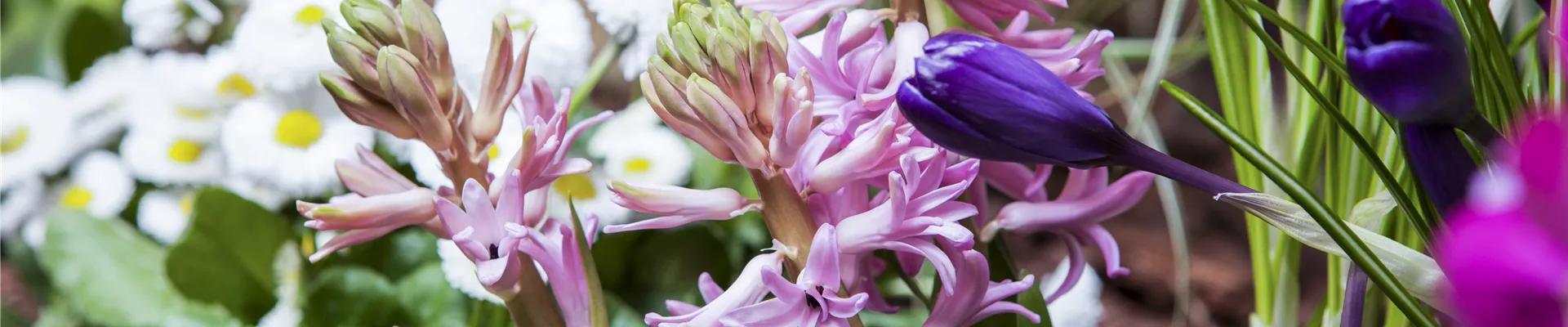 Hyacinthus orientalis