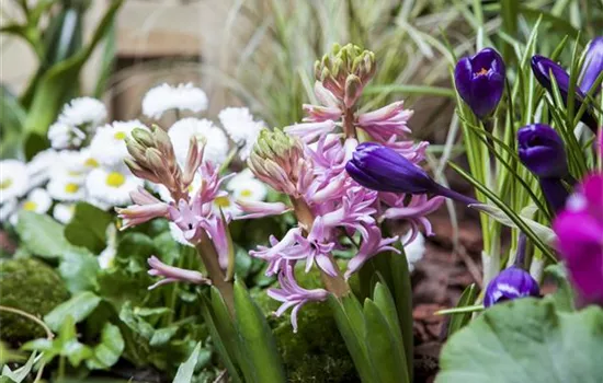 Vom Krokus zur Anemone - mit Frühlingsblumen wird’s bunt Vom Krokus zur Anemone - mit Frühlingsblumen wird’s bunt