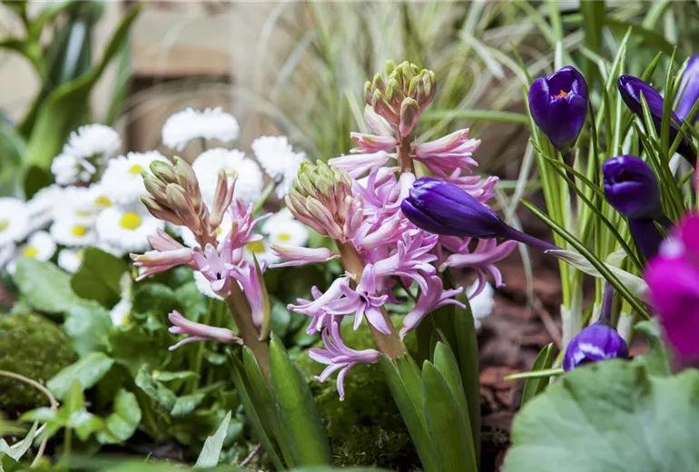 Hyacinthus orientalis