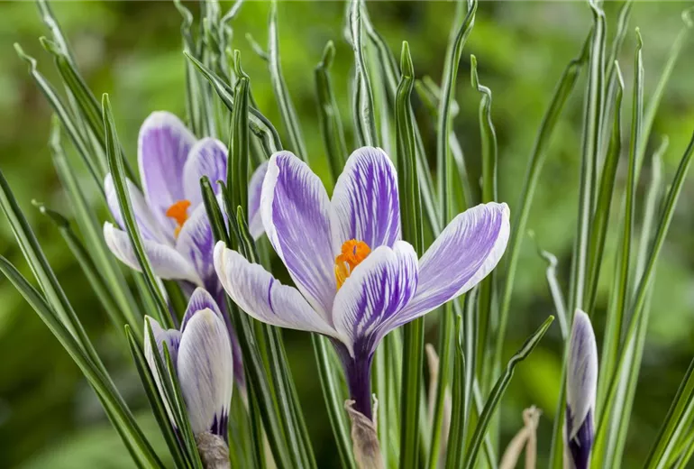 Crocus chrysanthus