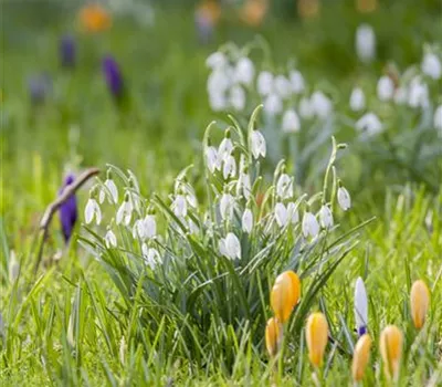 Kleinklima für empfindliche Pflanzen Kleinklima für empfindliche Pflanzen
