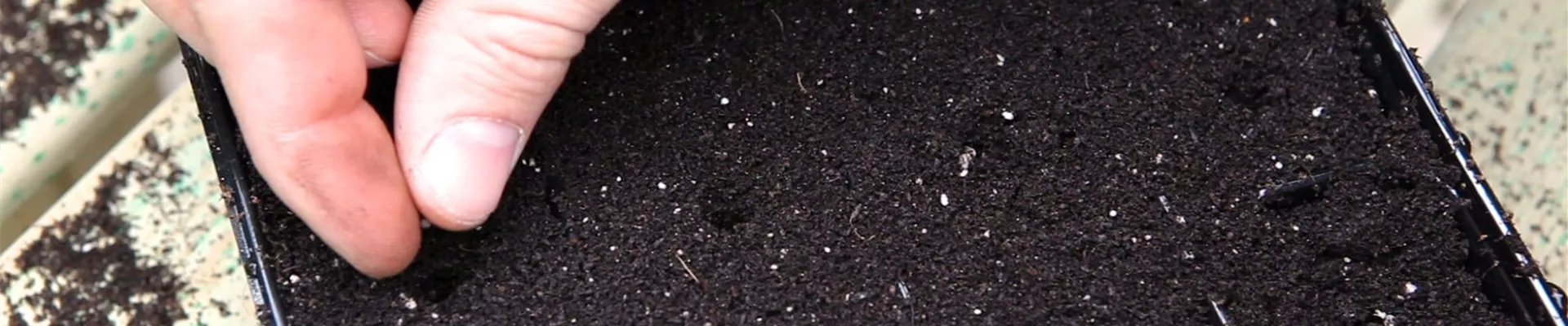 Kohlrabi - Aussäen von Samen (4)