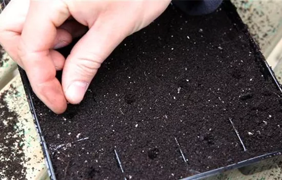 Kohlrabi - Aussäen von Samen