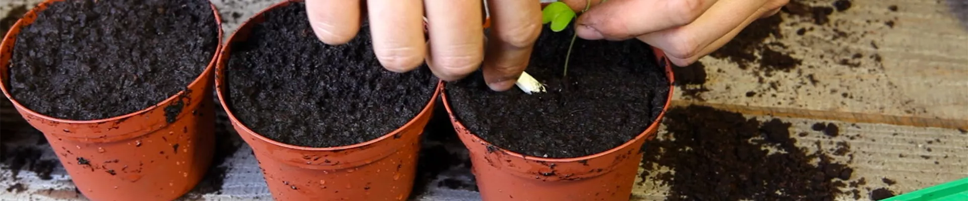 Kohlrabi - Pikieren (4)