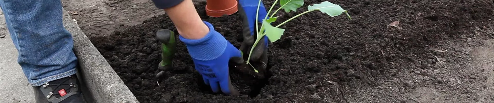 Kohlrabi - Einpflanzen im Gemüsebeet (3)