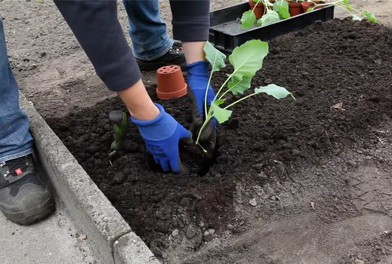 Kohlrabi - Einpflanzen im Gemüsebeet (3)