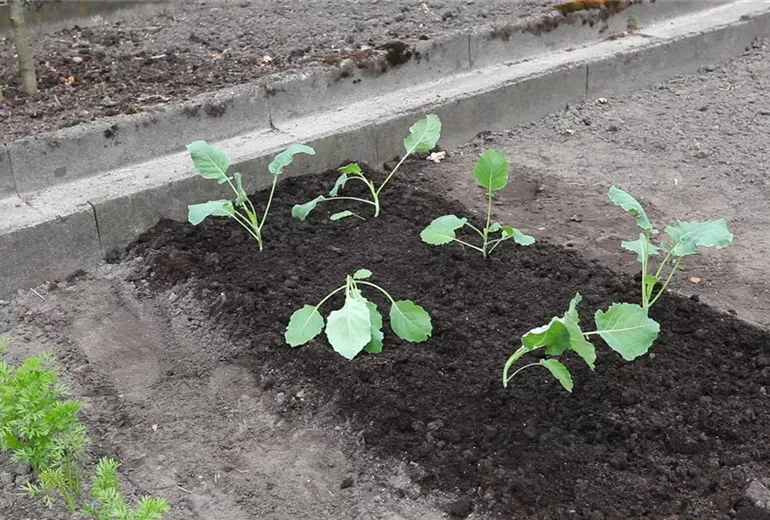 Kohlrabi - Einpflanzen im Gemüsebeet (4)