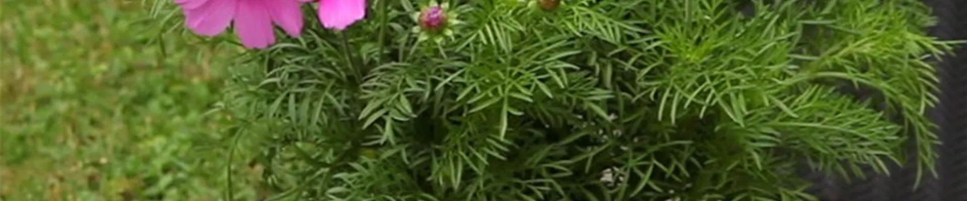 Schmuckkörbchen - Einpflanzen in ein Gefäß (1)