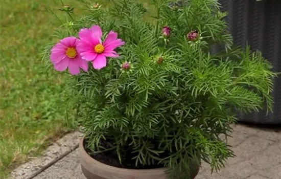 Schmuckkörbchen - Einpflanzen in ein Gefäß Schmuckkörbchen - Einpflanzen in ein Gefäß